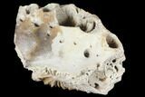 Cretaceous Crocodile Jaw Section - South Dakota #133341-4